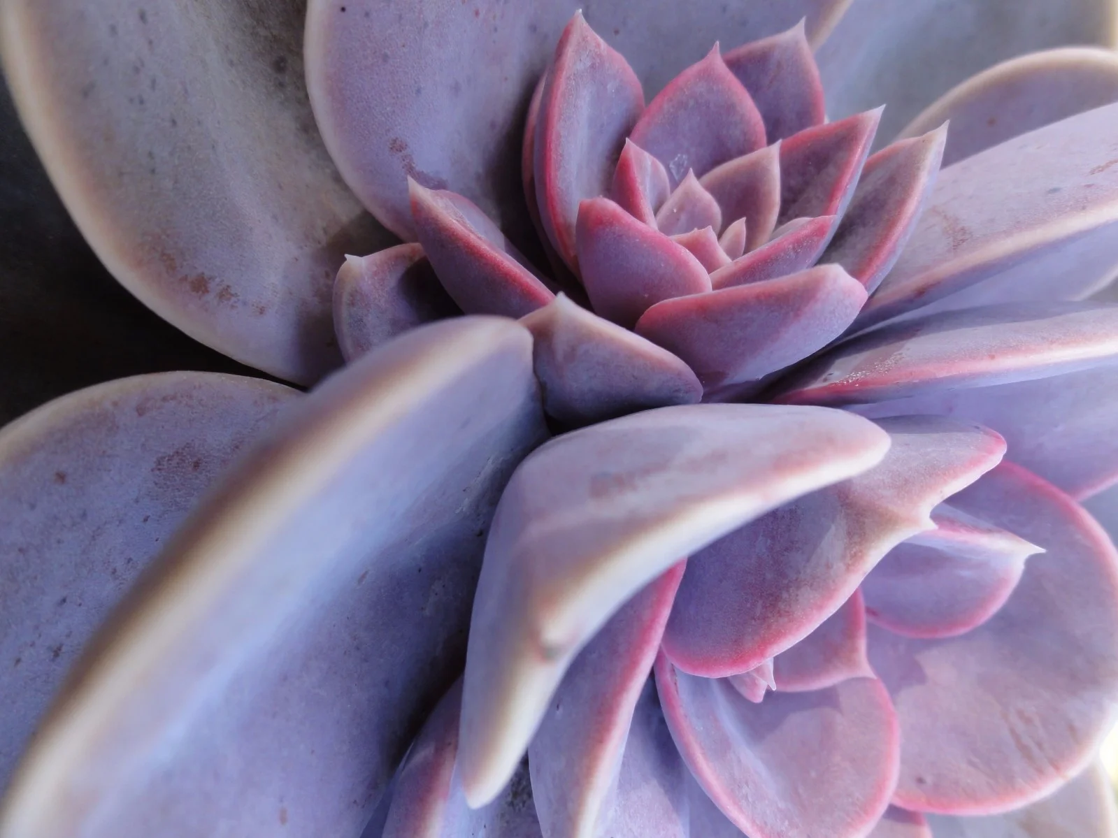 succulenthomegallery.jpg