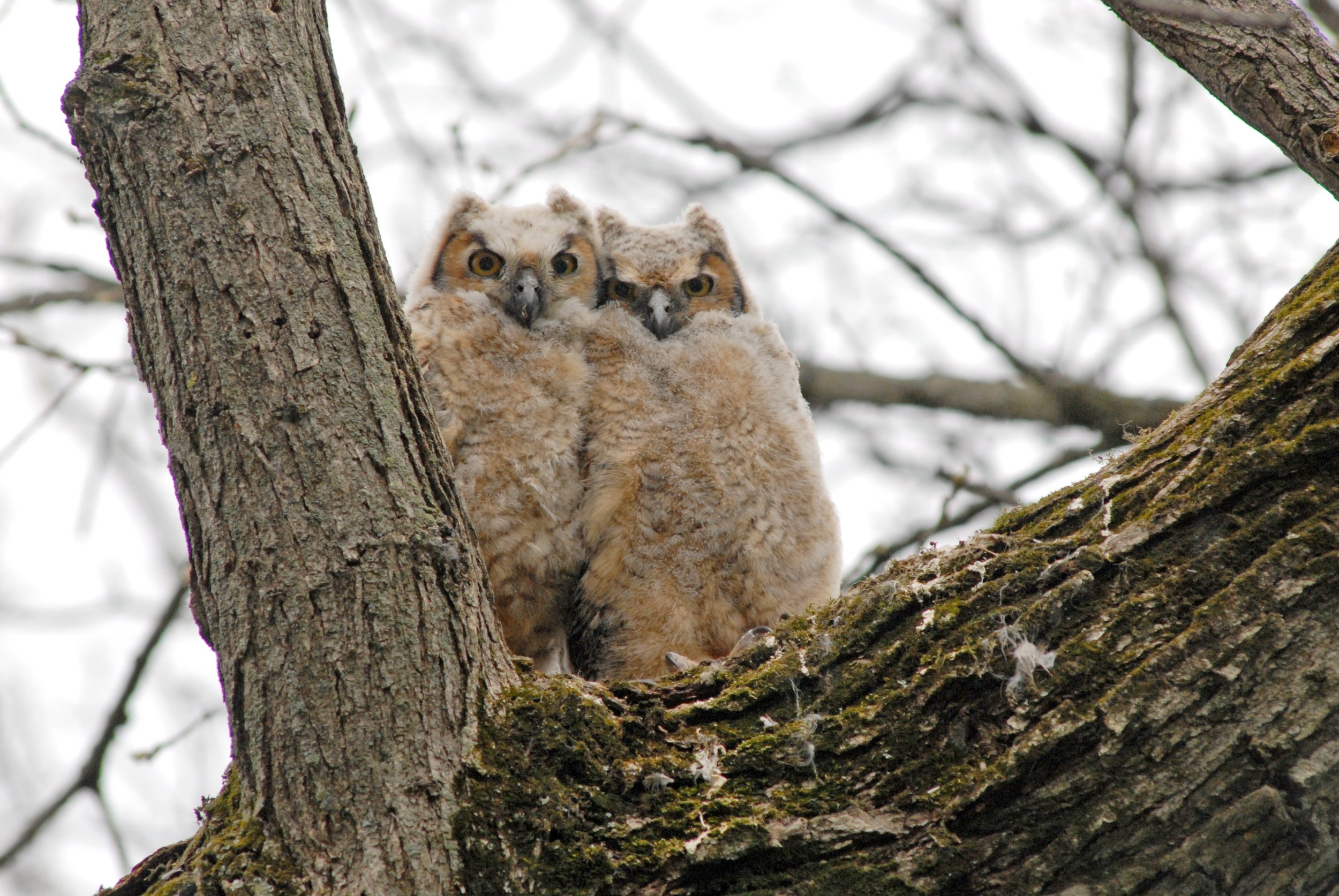 owl saturatex.jpg