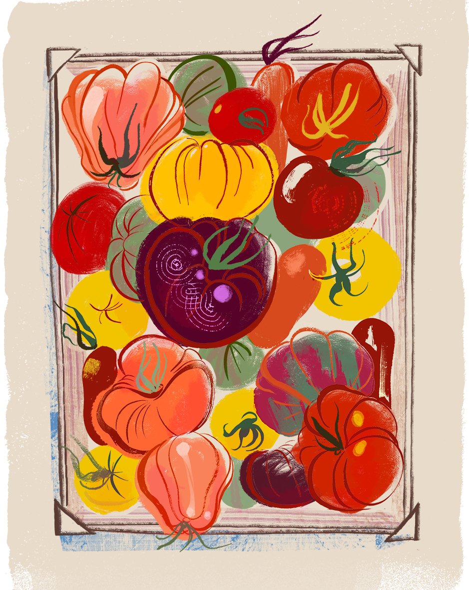      &nbsp;      

 
   A gorgeous box of heritage tomatoes from the greengrocer. Once seen, never forgotten. I love passing these jewel boxes every summer. This is my illustrative homage to them.   Below the final illustration you can see the photo 