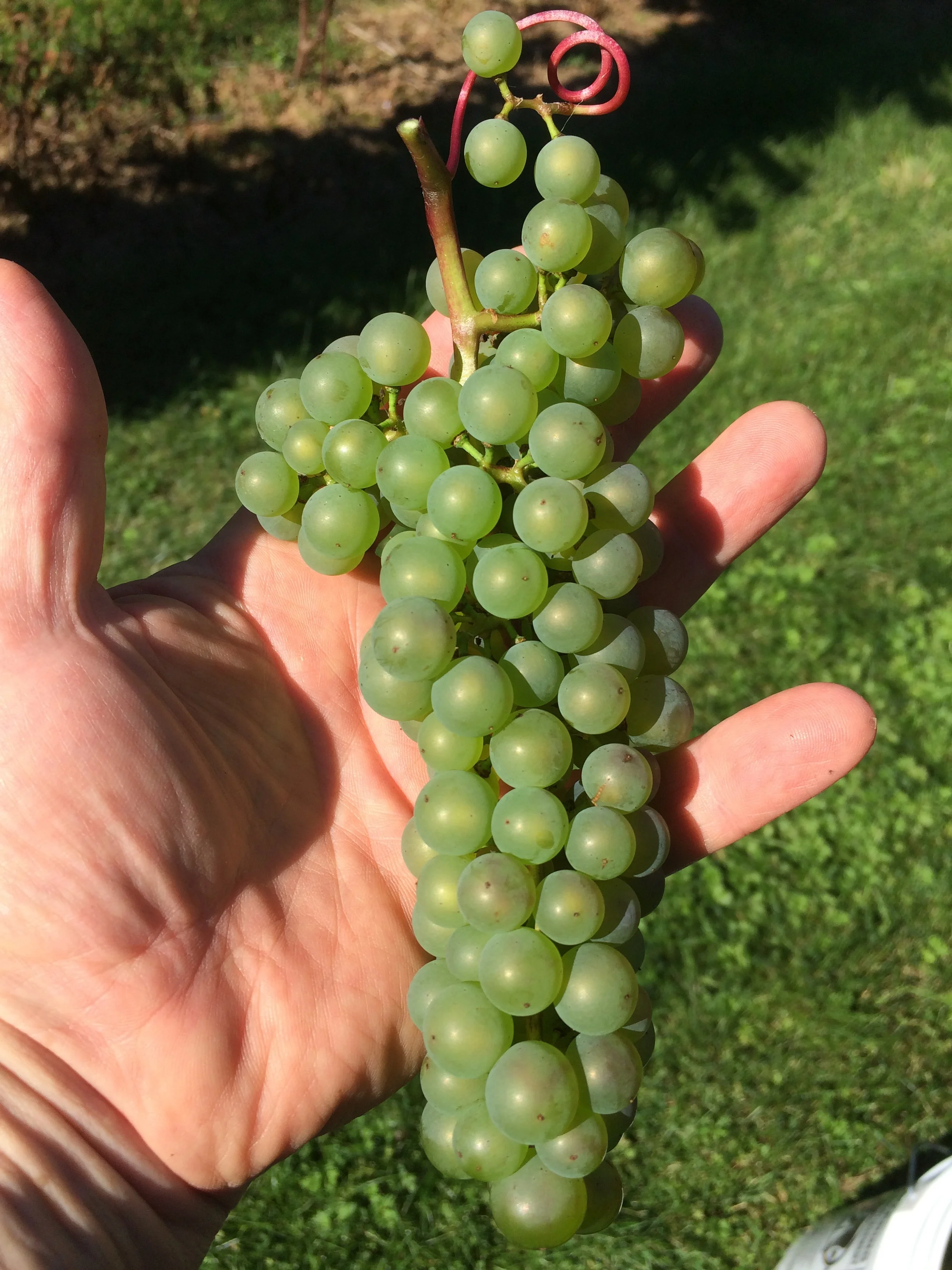 Learn about L'Acadie Blanc grapes.
