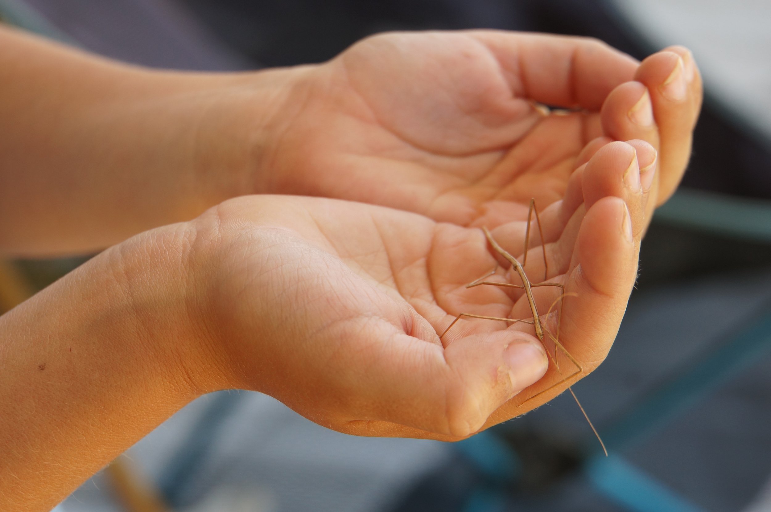 Insects!