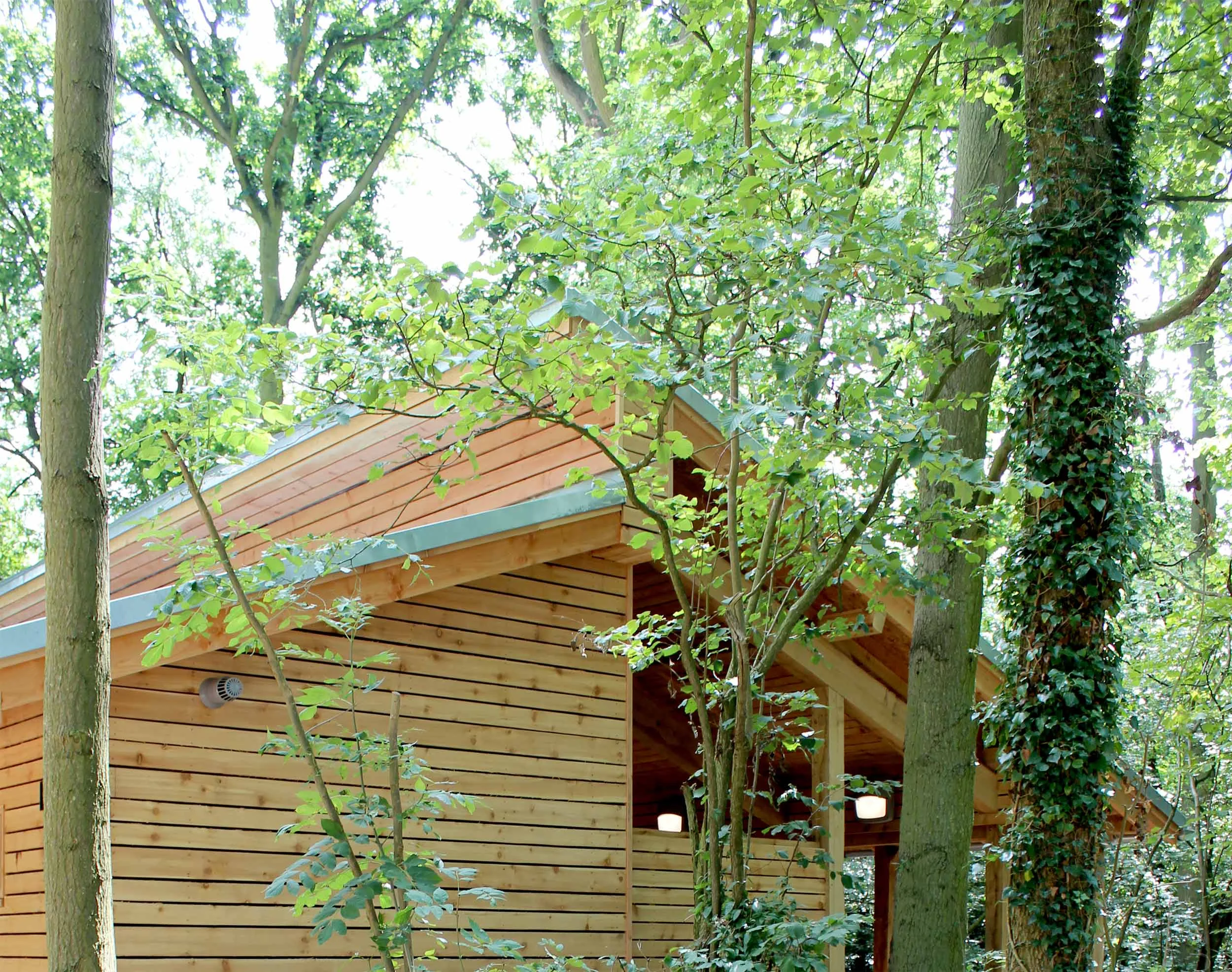 cladding-detail-between-trees-bradfield-wood-visitor-center-suffolk-wildlife-trust-eco-sustainable-architecture-oak-woodland.jpg