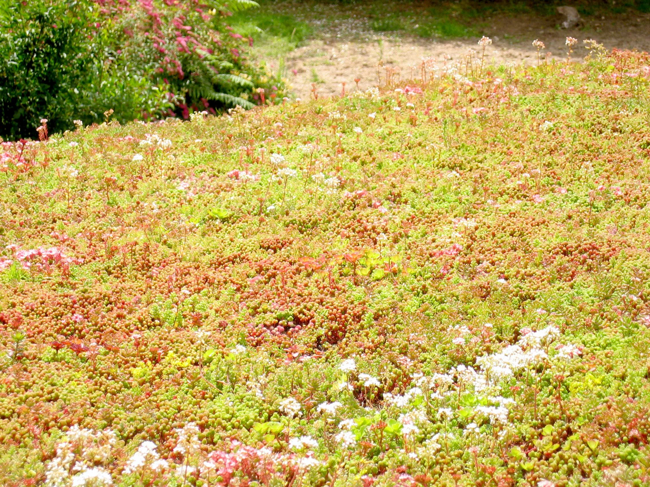 sedum.jpg