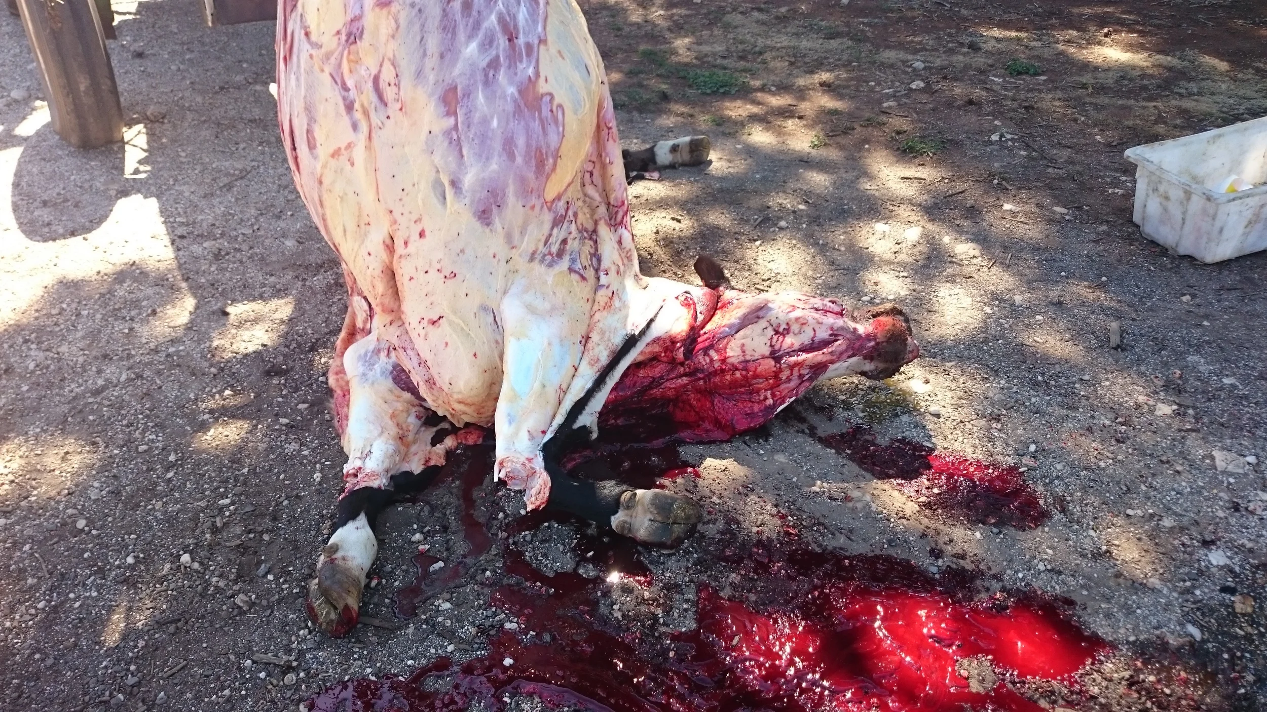 Dotcom has been bled out and skinned, and is in the process of being raised to be gutted.