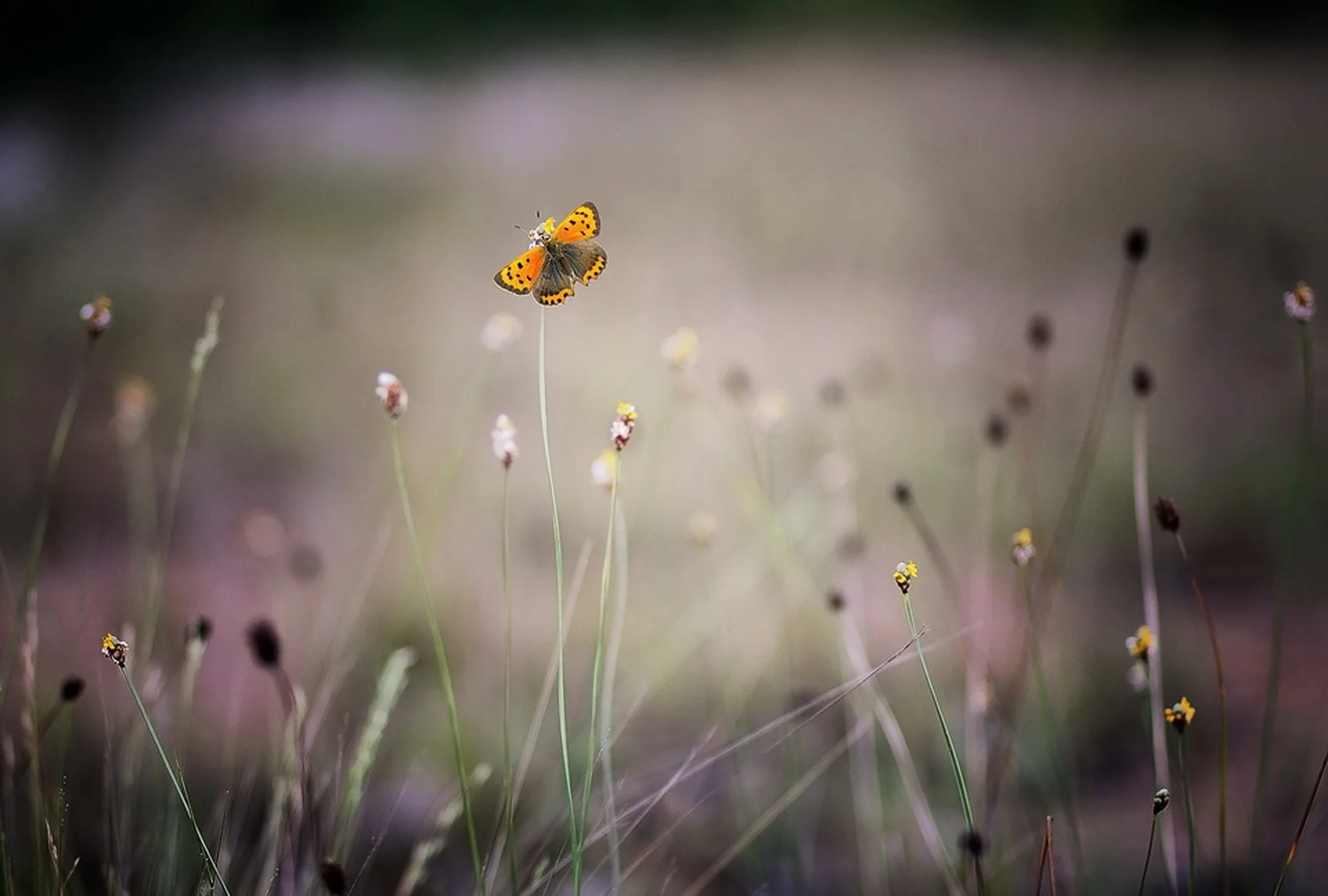 bloom-blossom-blur-128342.jpg