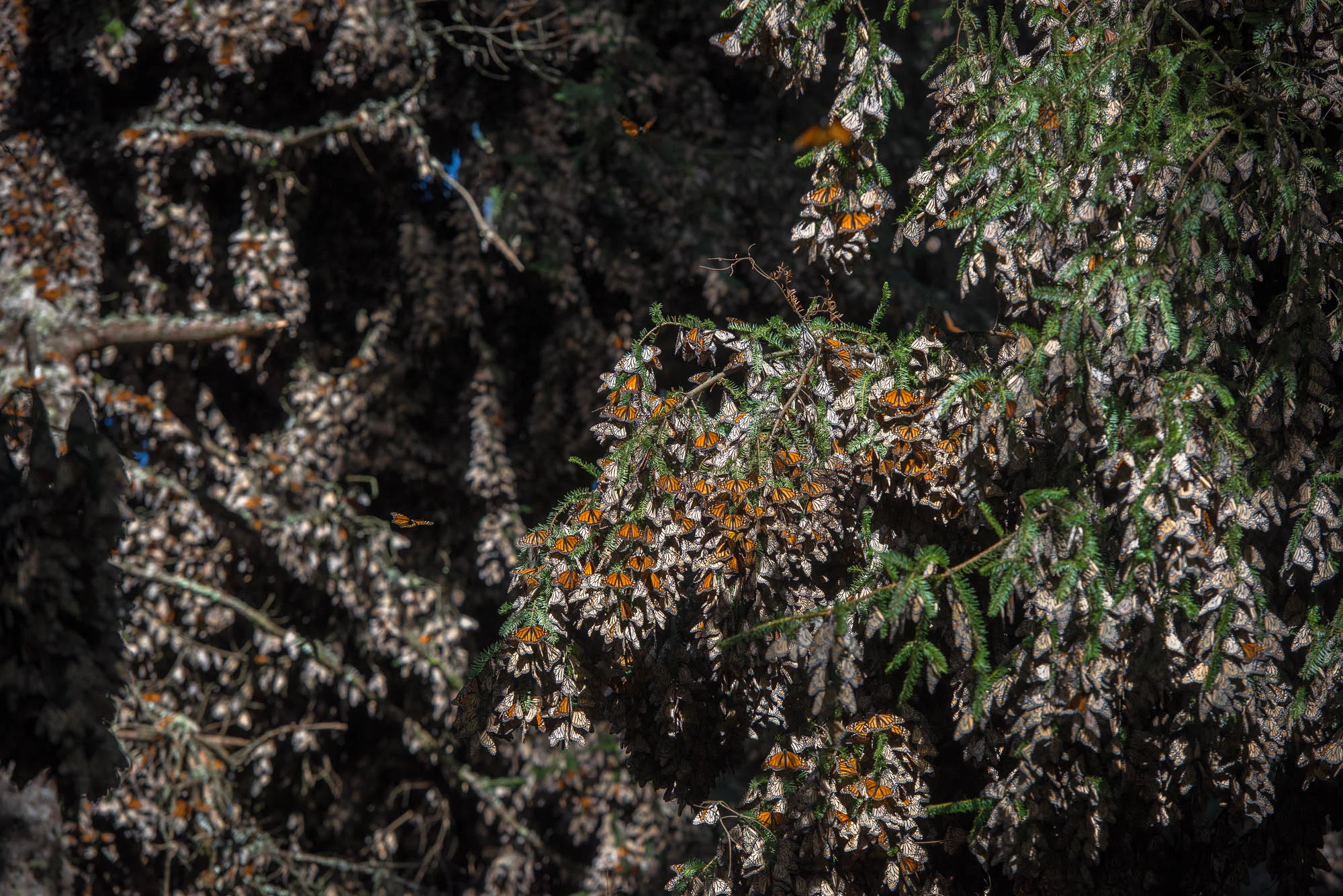MonarchButterflies0004.JPG