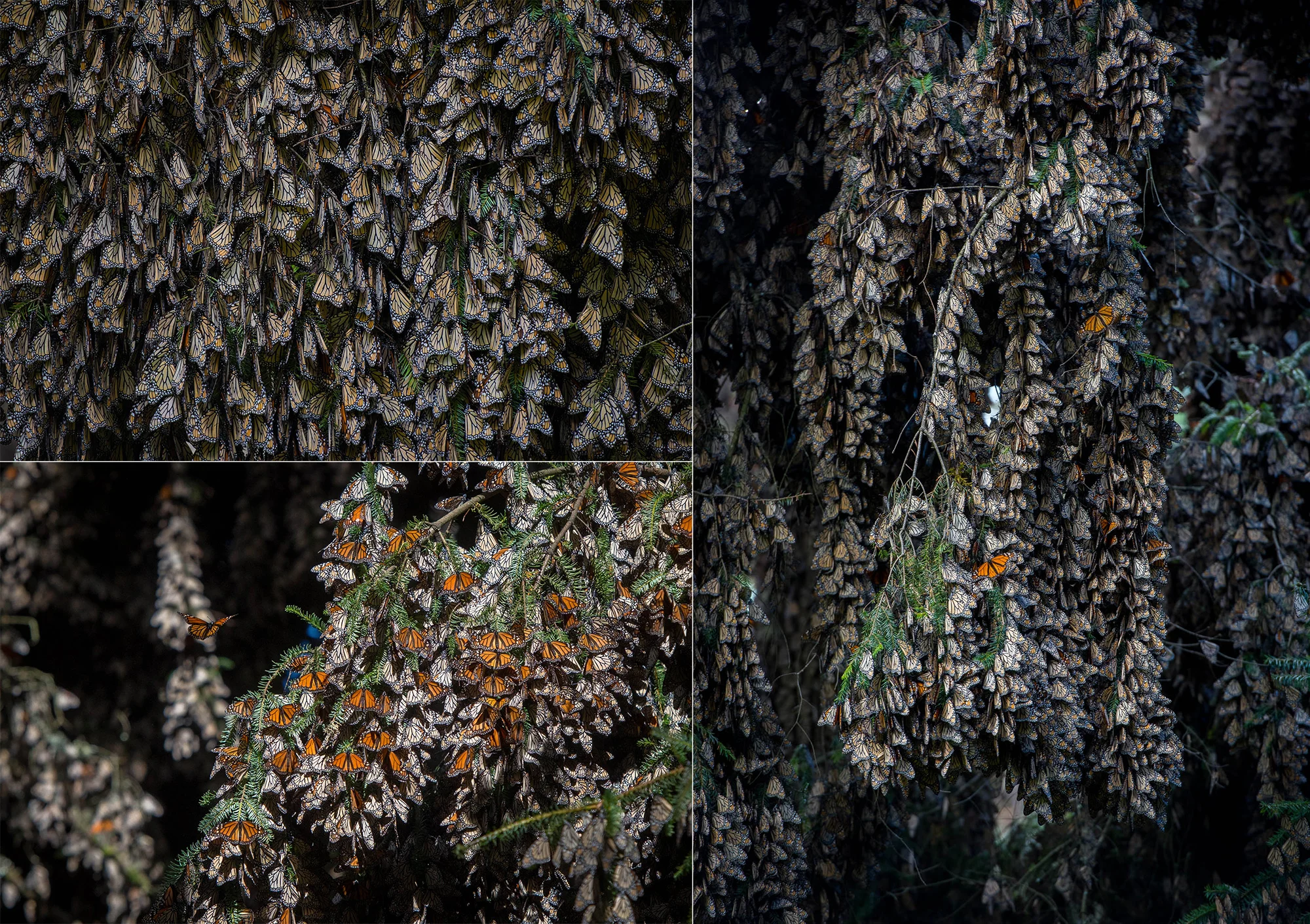 MonarchButterflies0005.JPG