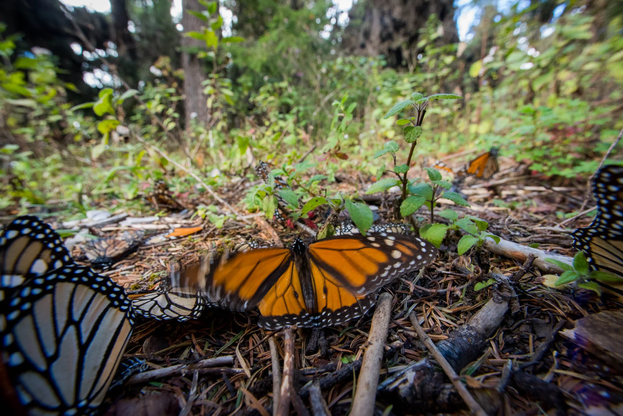 MonarchButterflies0008.JPG