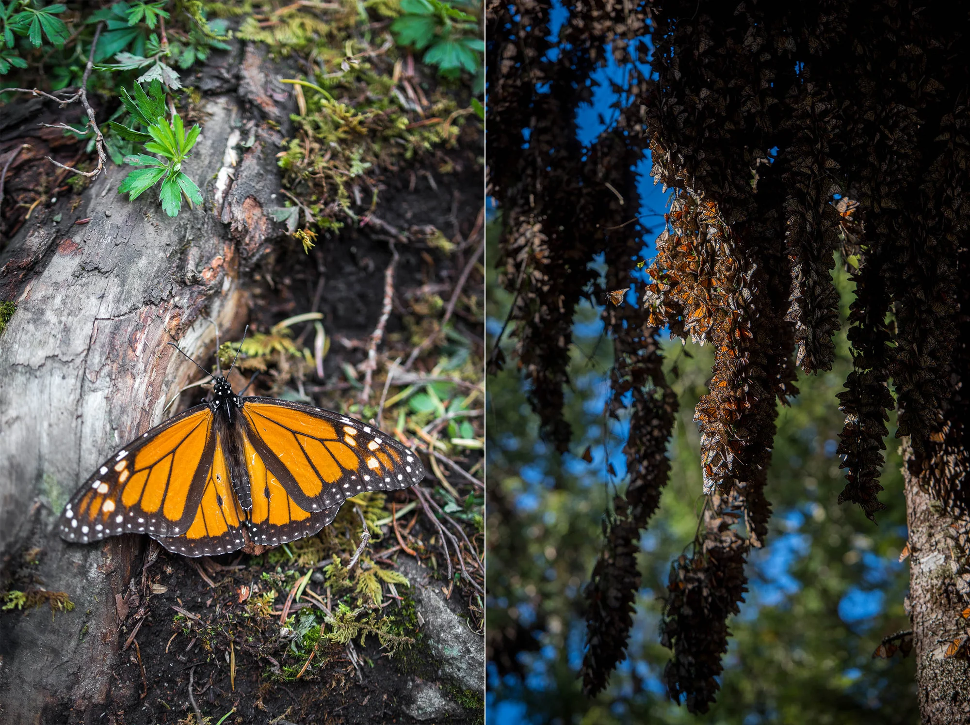 MonarchButterflies0007.JPG