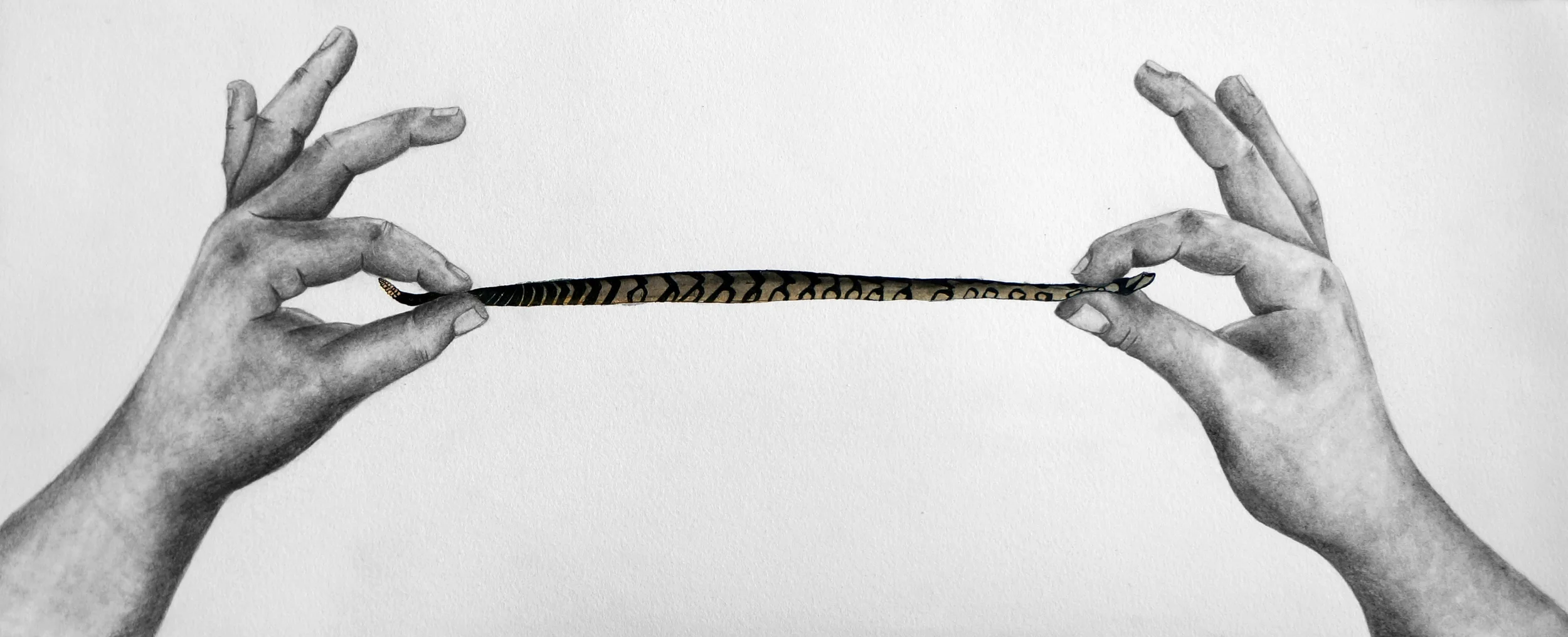 Deadly Phobia , Graphite, Ink, and Watercolor, 22"x9", 2013.
