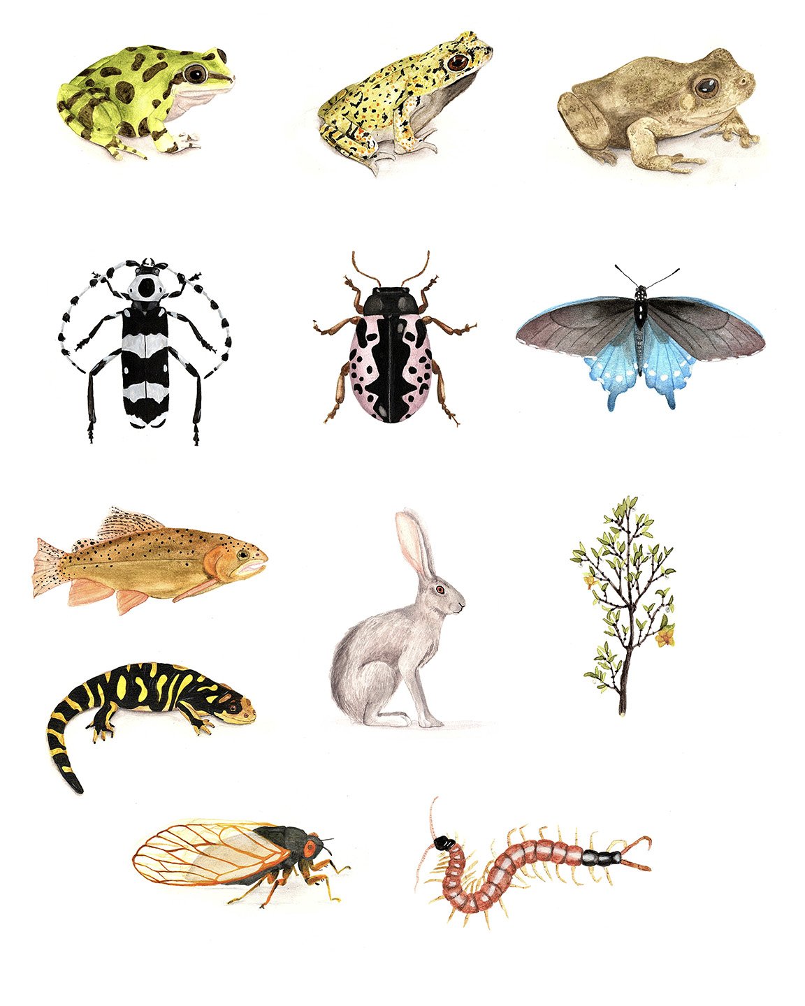 Arizona Illustrations.jpg