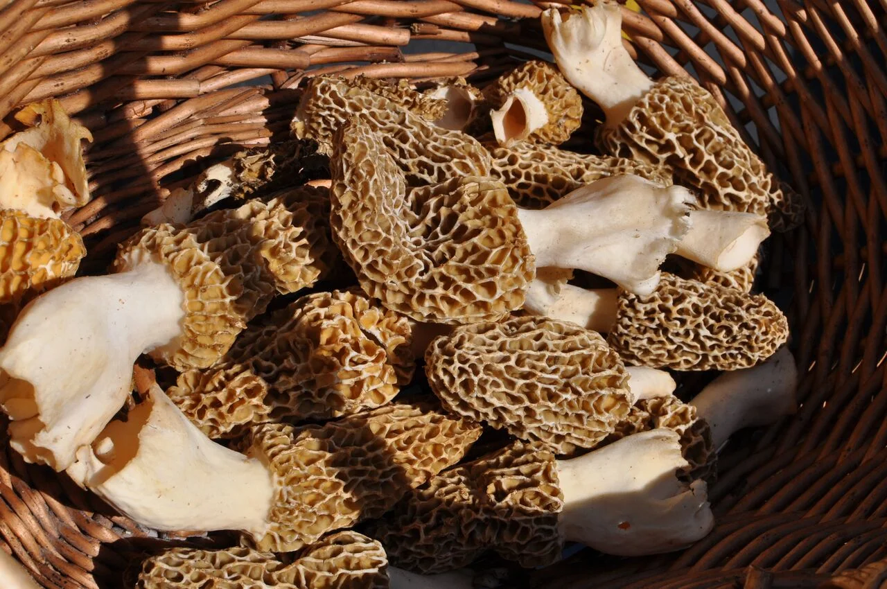 morel.jpg
