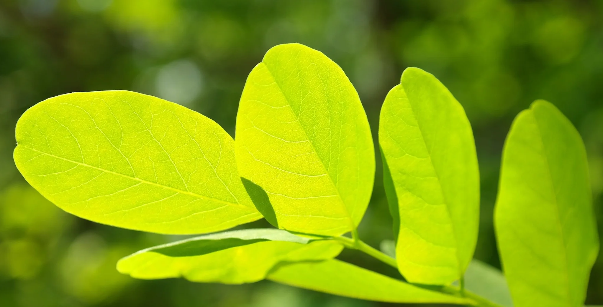 leaf-green-leaf-veins-filigree-68673-websize-crop.jpeg