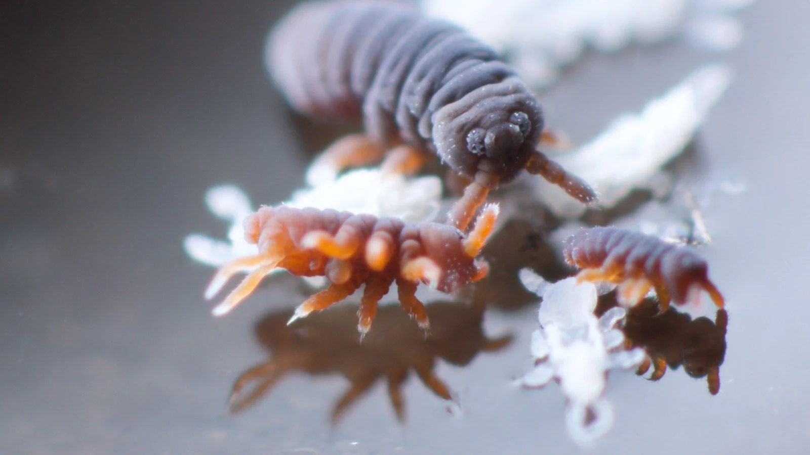 Two juvenile Podia aquatica springtails mid-jump above exuviae and an adult looking