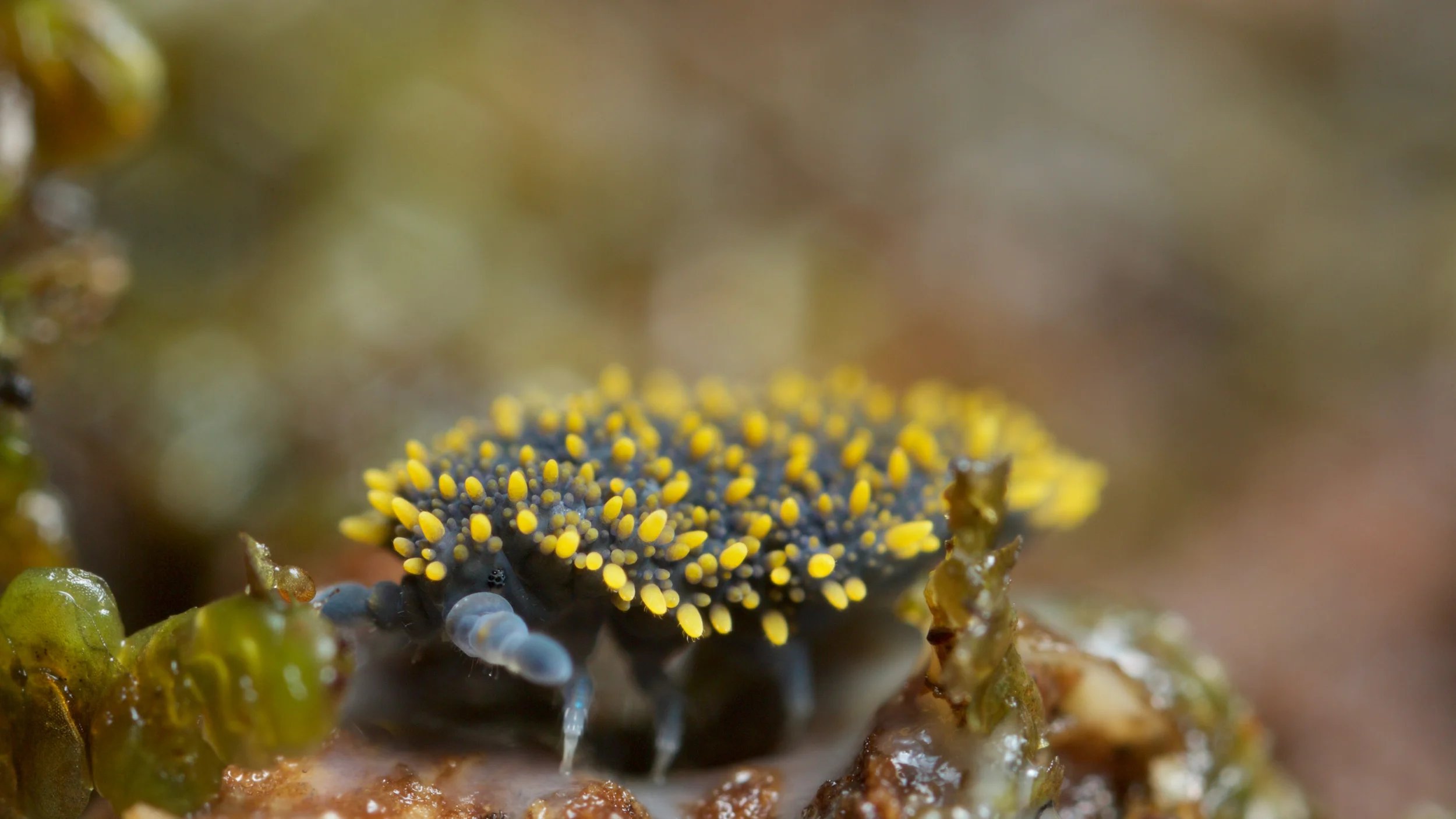  Holacanthella spinosa, a giant springtail