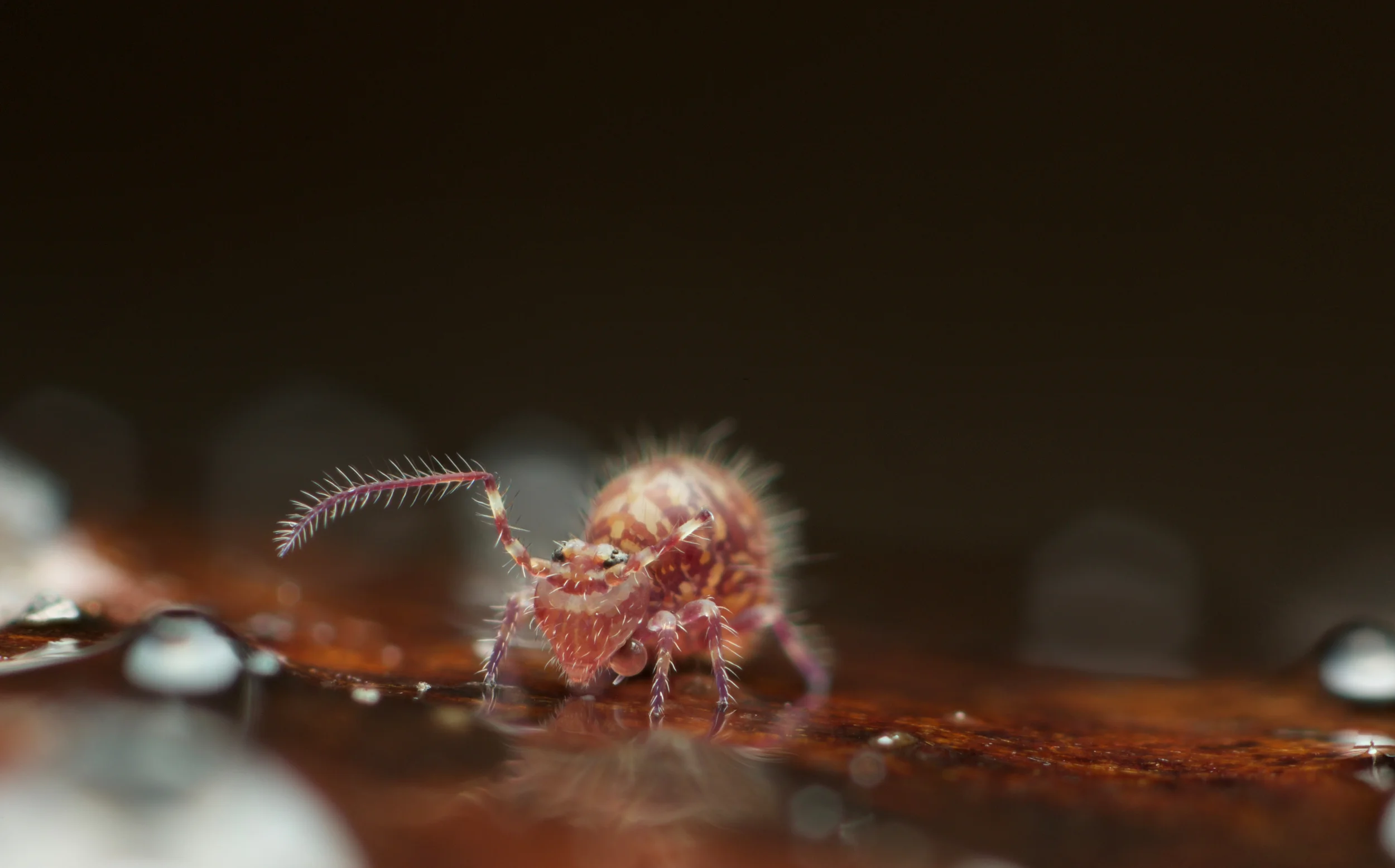 The Passion of the Springtail