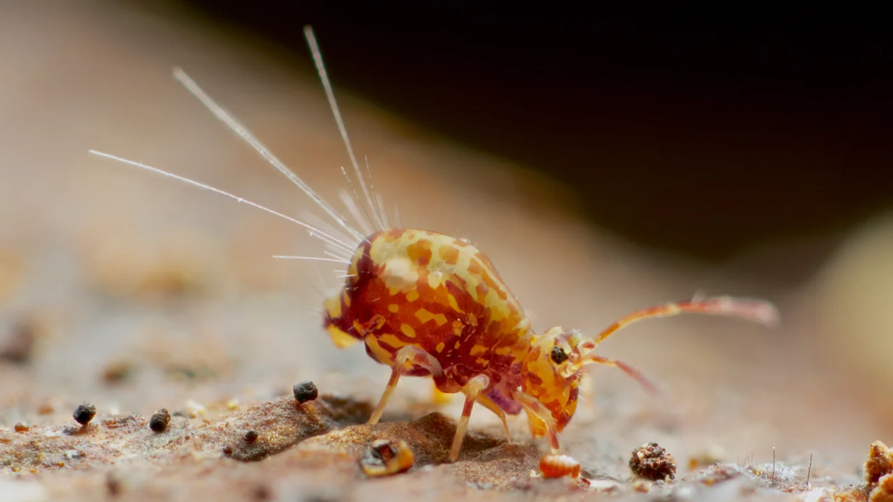 A Dicyrtomid, Thames, New Zealand, February 2016