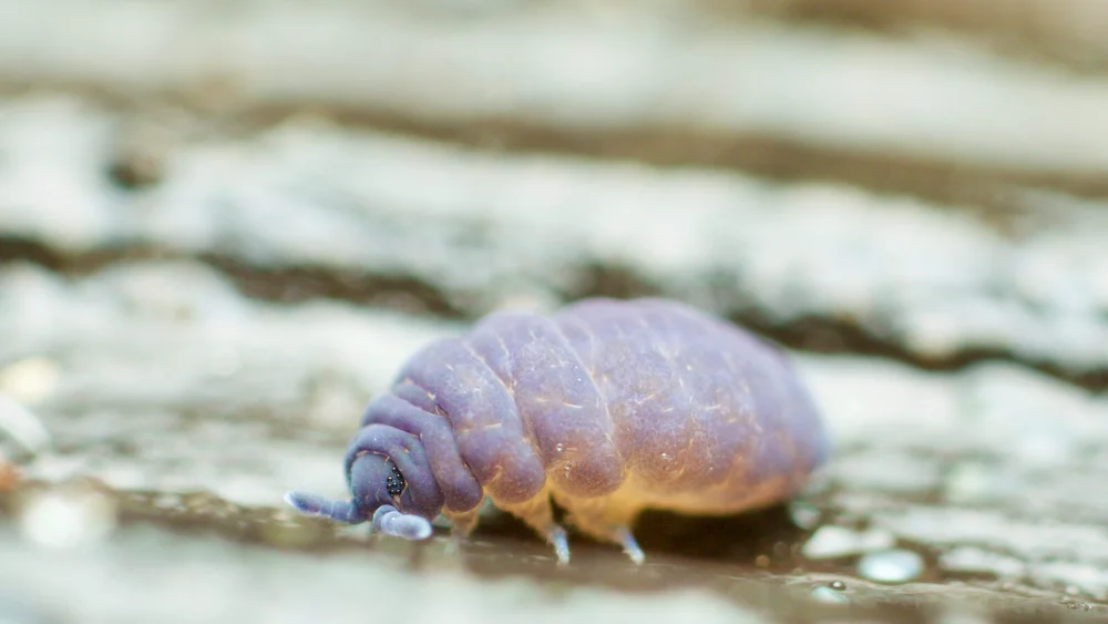 All about Collembola/springtails- Poduromorpha - A Chaos of Delight