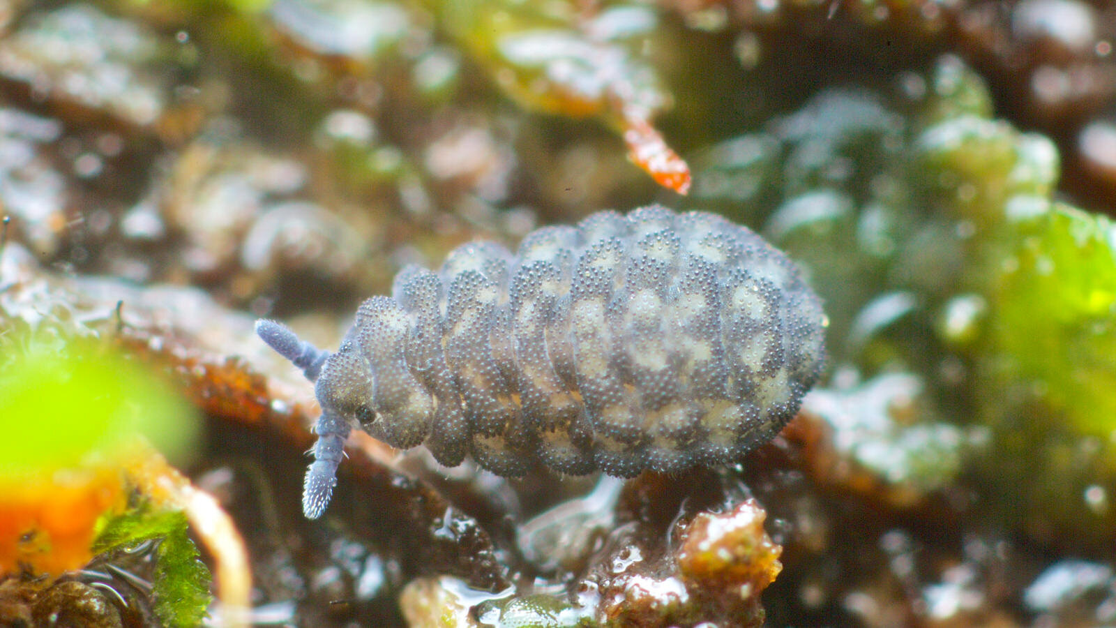 Tasmanura evansi