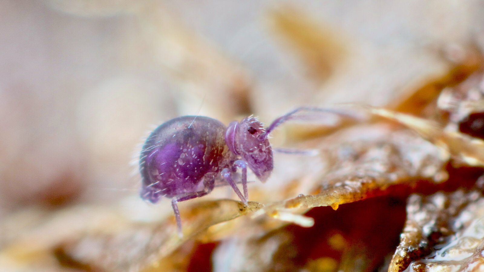 Collembola Insect All about Collembola/springtails- Symphypleona - A Chaos of Delight