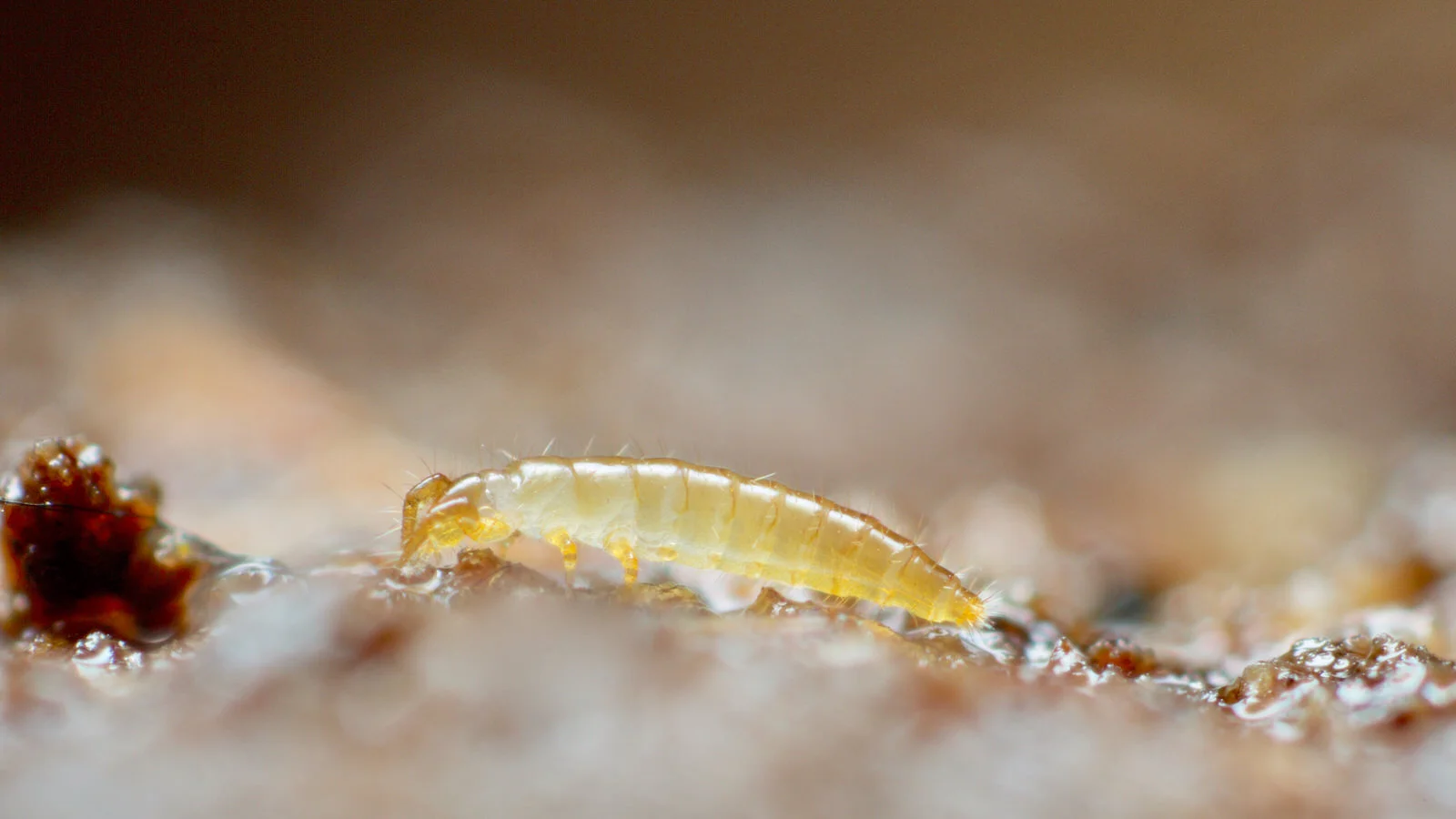 Telsontail Insect All about Protura - A Chaos of Delight
