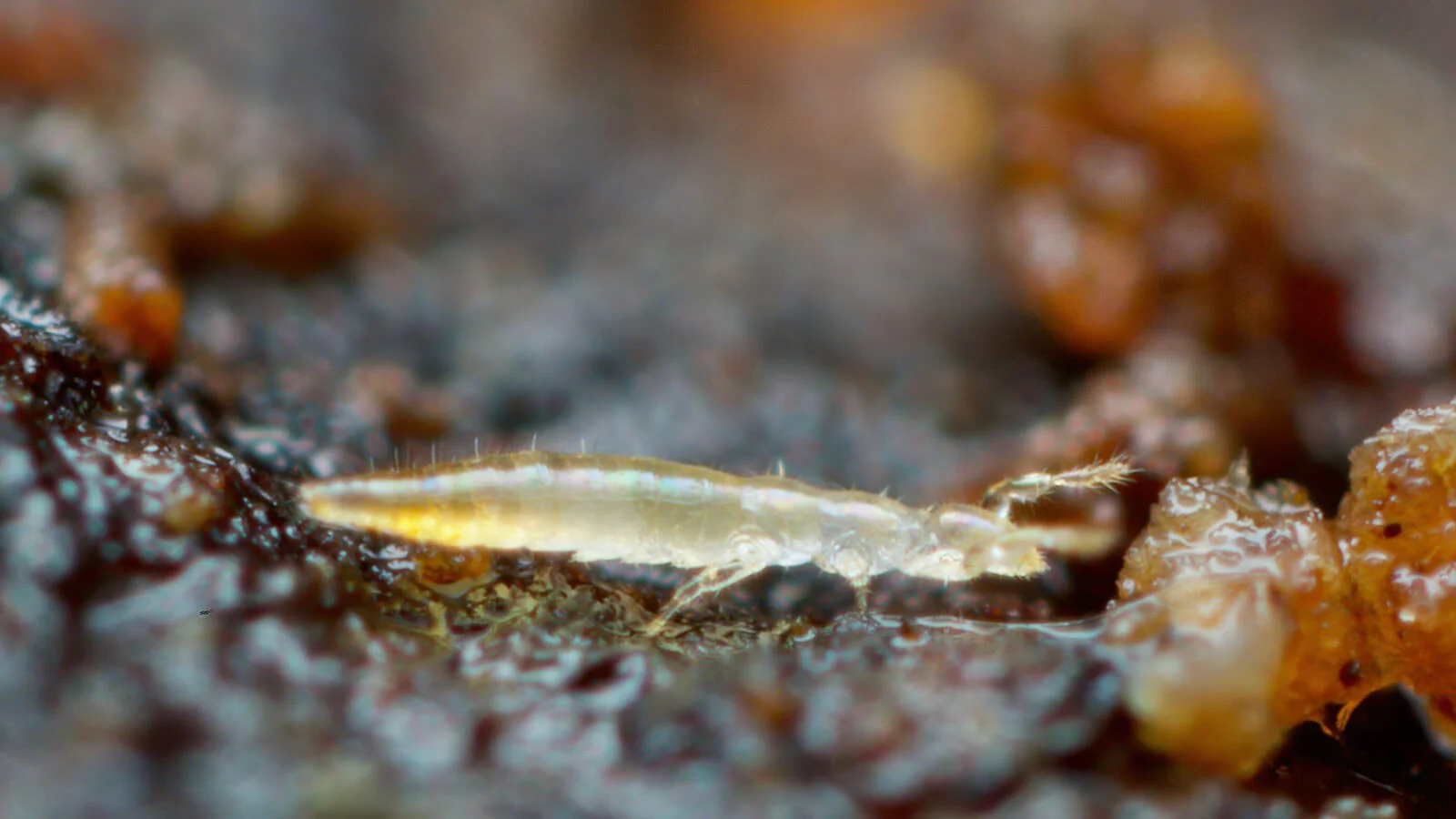 Protura Insect Protura Telsontails Proturans