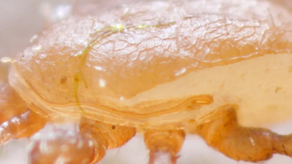 All about mesostigmatid mites - A Chaos of Delight