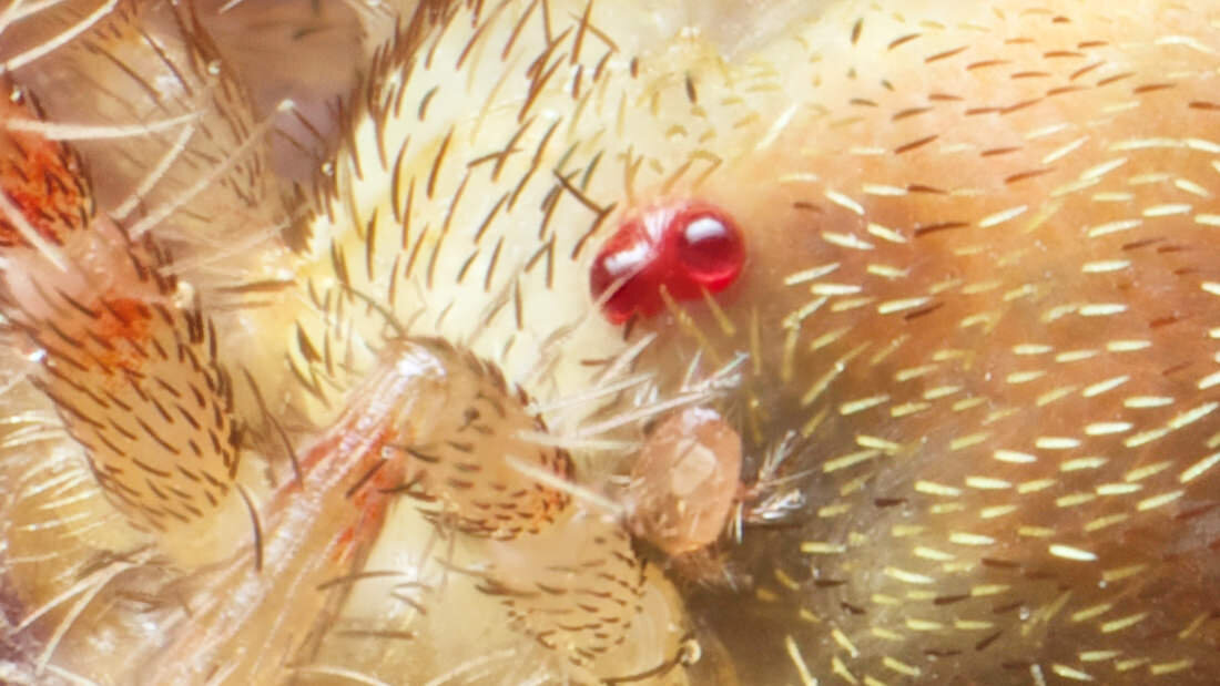 Erythaeidae with Erythaeidae larva (Parasitengona)