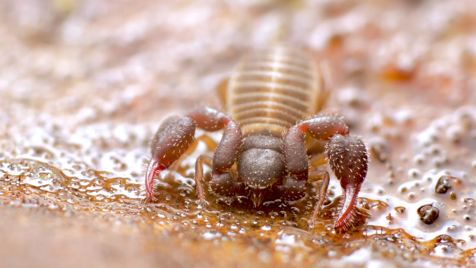 All about pseudoscorpions A Chaos of Delight