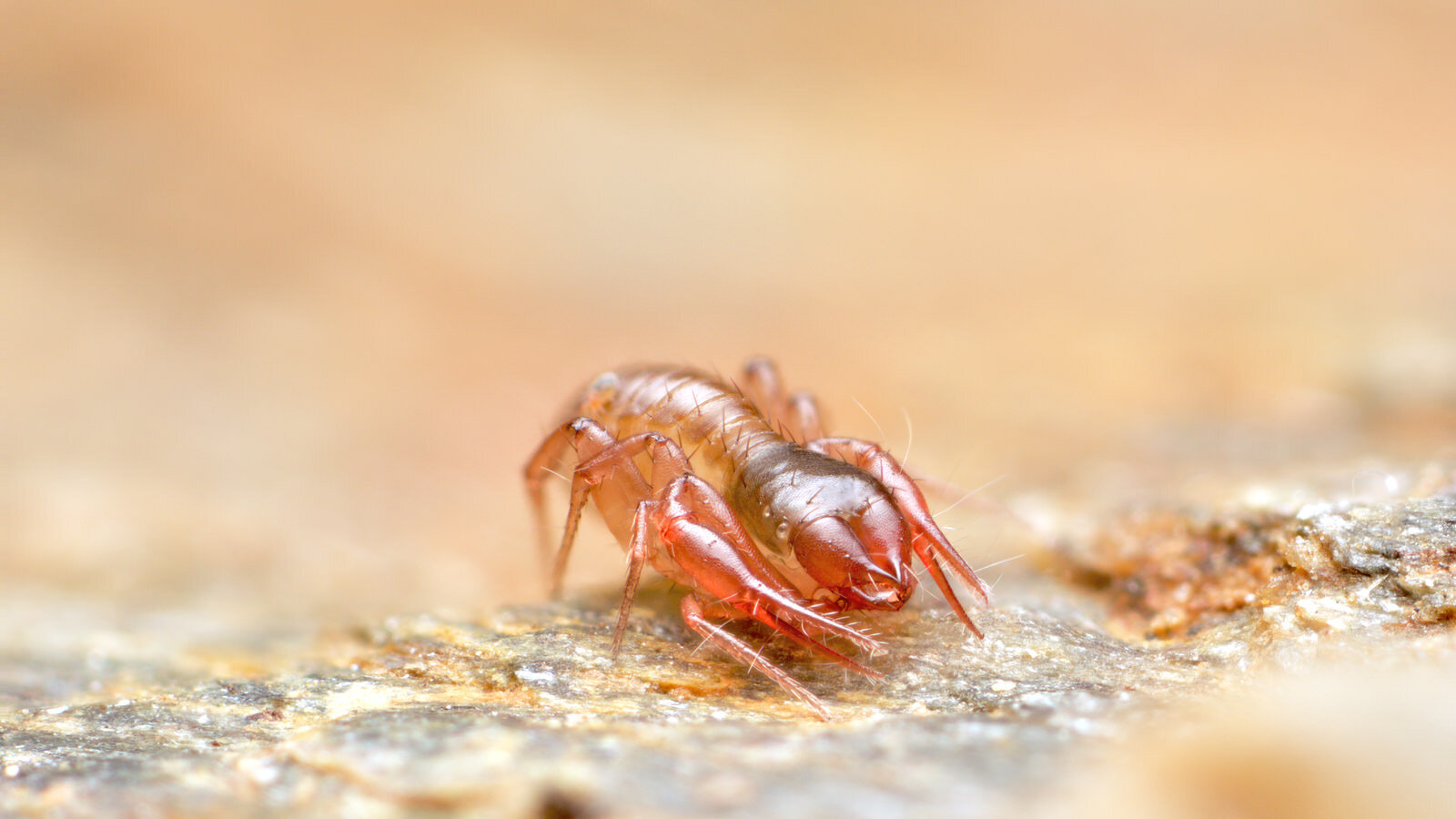 All about pseudoscorpions A Chaos of Delight