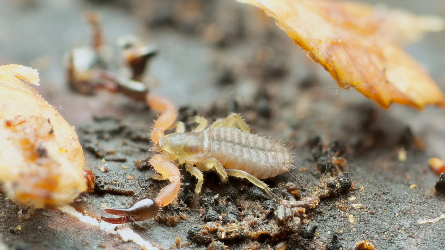 All about pseudoscorpions A Chaos of Delight
