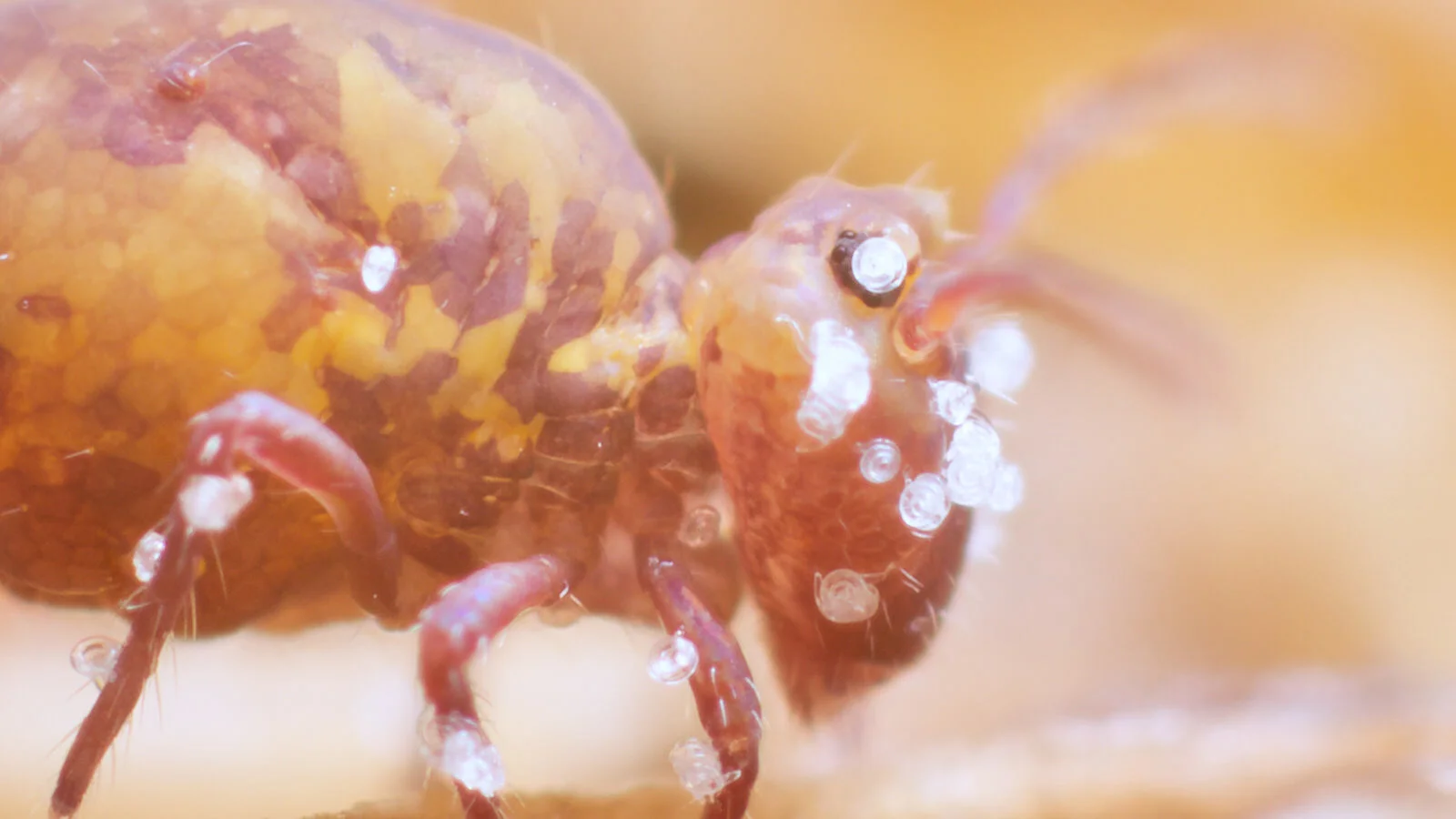 &quot;Ні, це не коали&quot;. Надзвичайні фото розкривають таємницю царства дивних ґрунтових істот