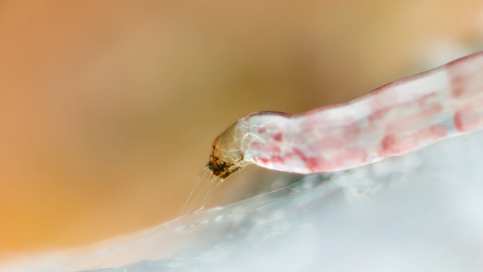 Under a log, Franz Josef, New Zealand March 2016