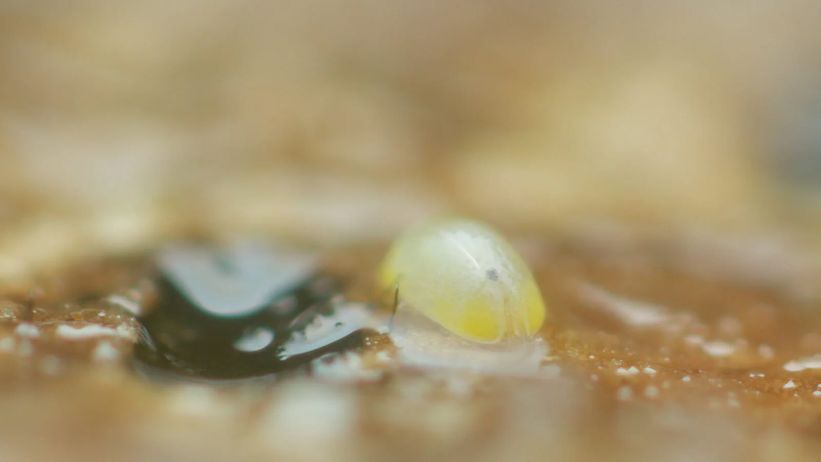 Mesocypris species, Fox Glacier, New Zealand