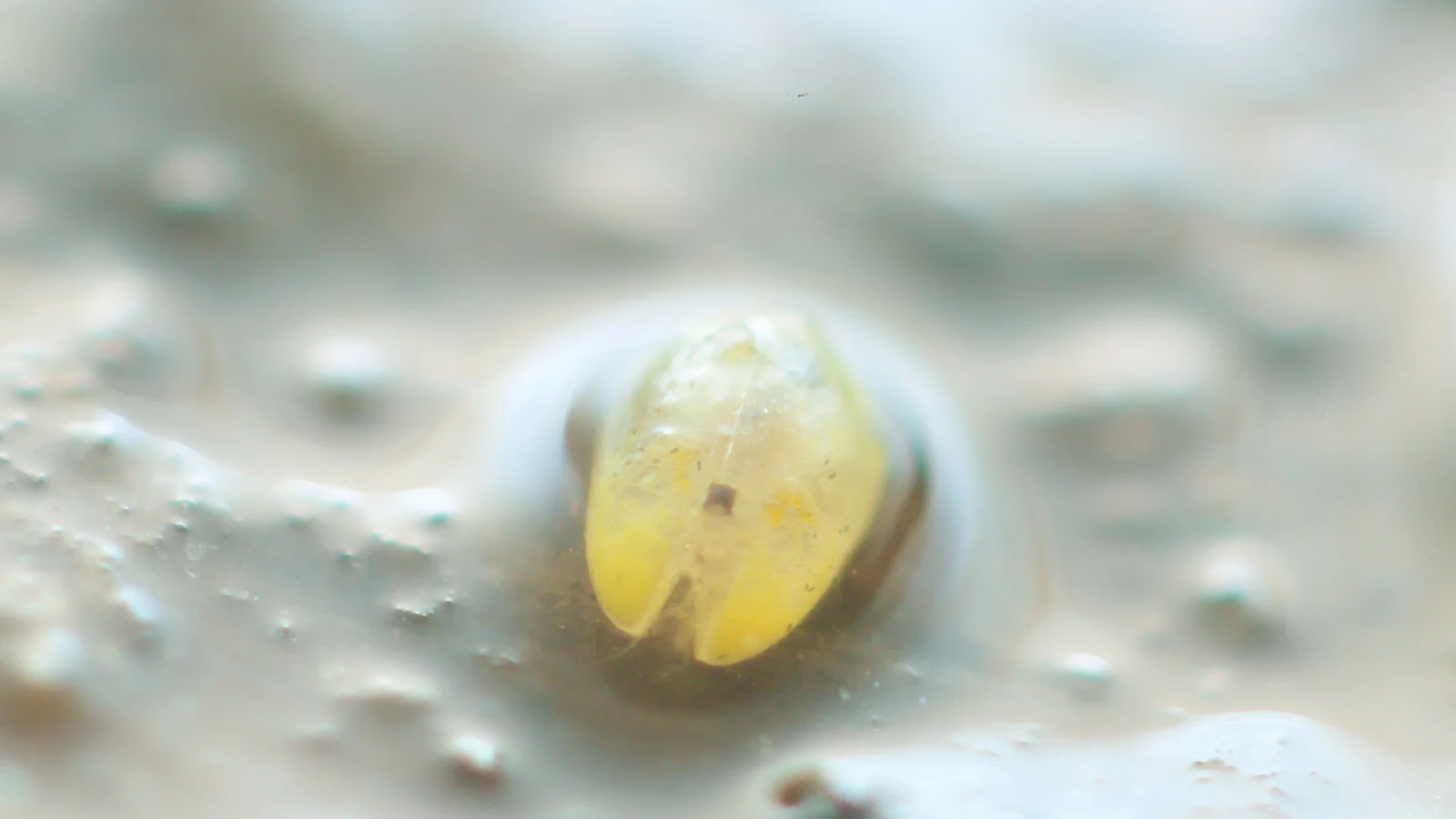 Closeup showing how their specialised hairs collect water around them. Mesocypris species, Fox Glacier, New Zealand