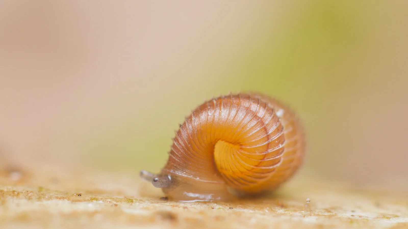 All about micro snails (terrestrial) - A Chaos of Delight