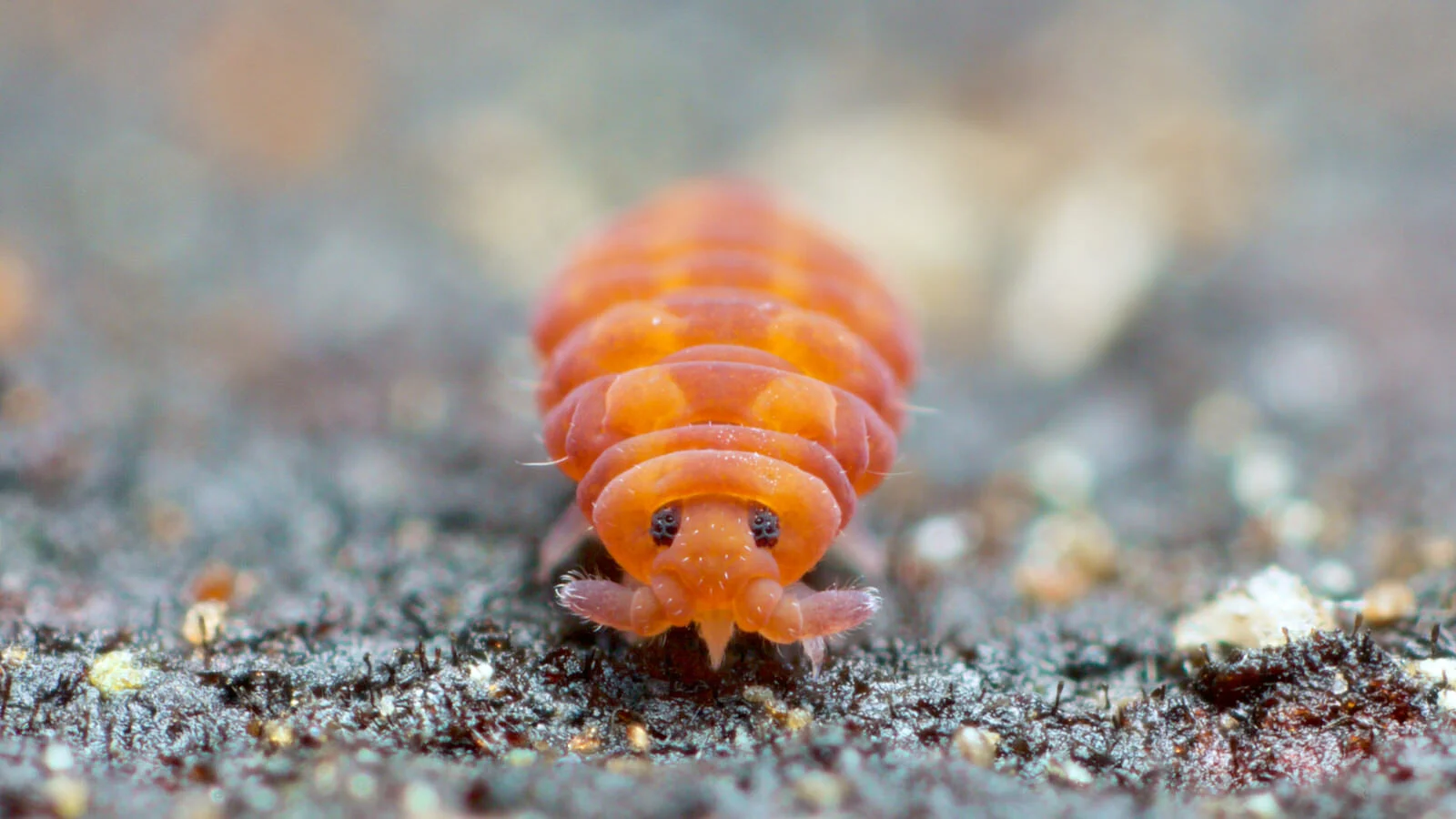 Photos of Collembola | soil springtails - A Chaos of Delight
