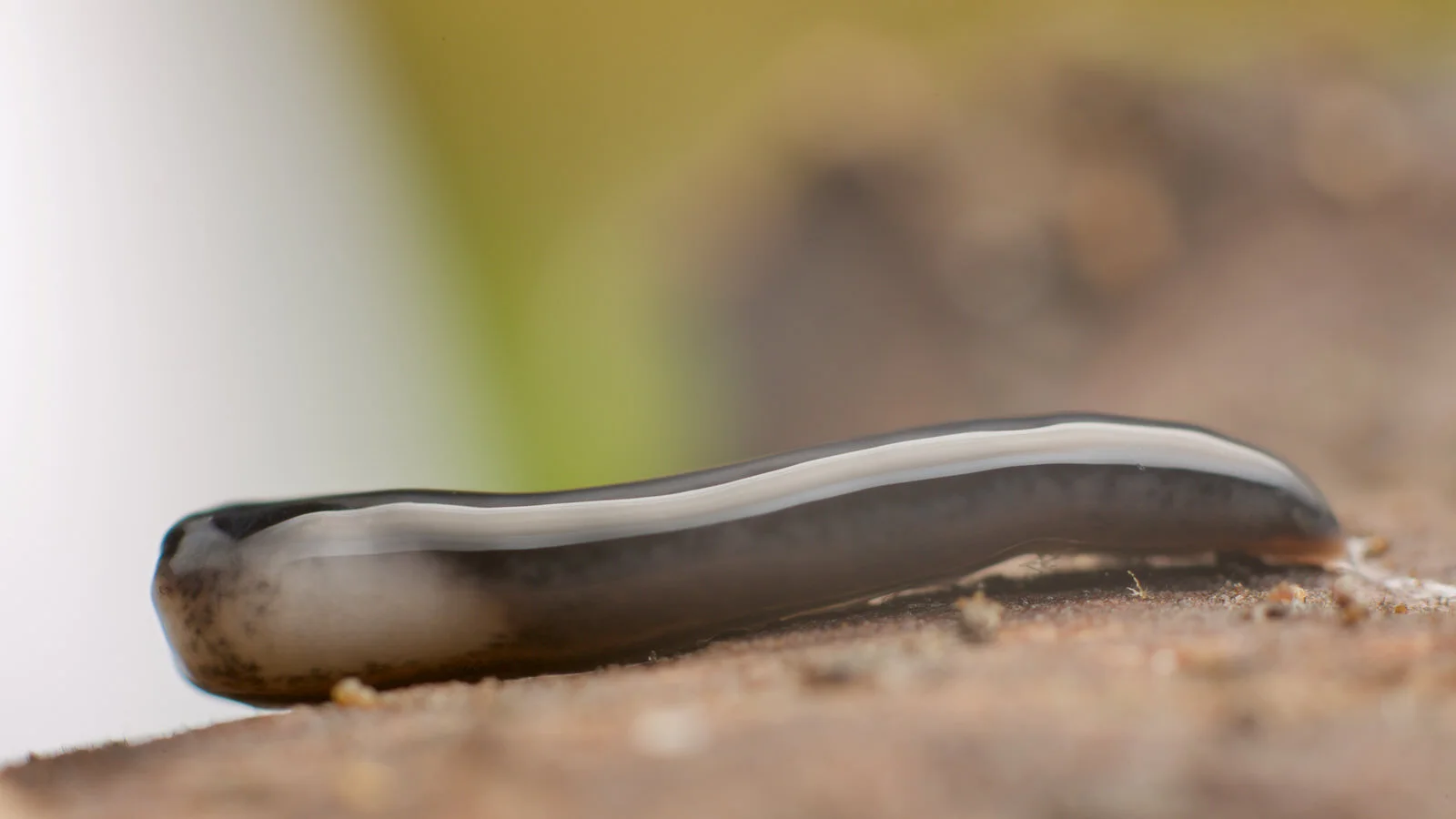 Unknown land planarian, UNAM, Mexico City, Mexico, September 2016