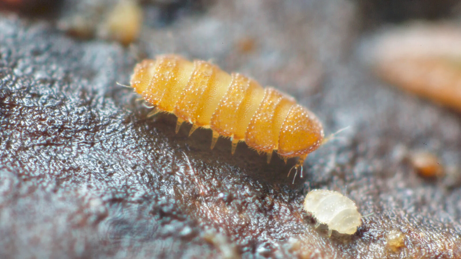 Adult eurypauropod, Trachypauropus britannicus and first instar