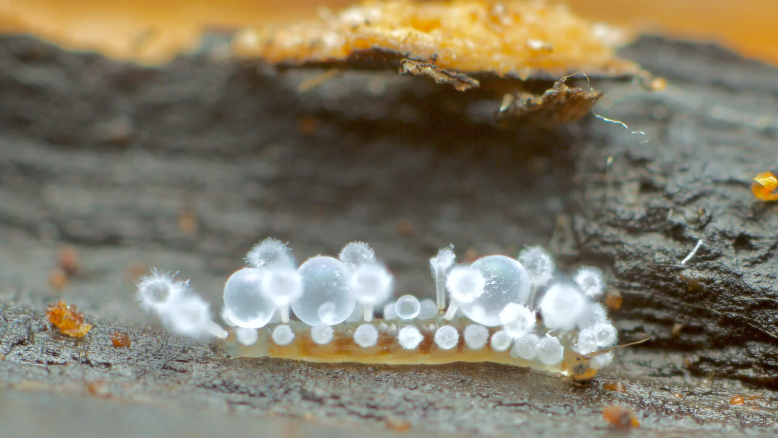 Metaforcipomyia larva from Thames Feb 2016