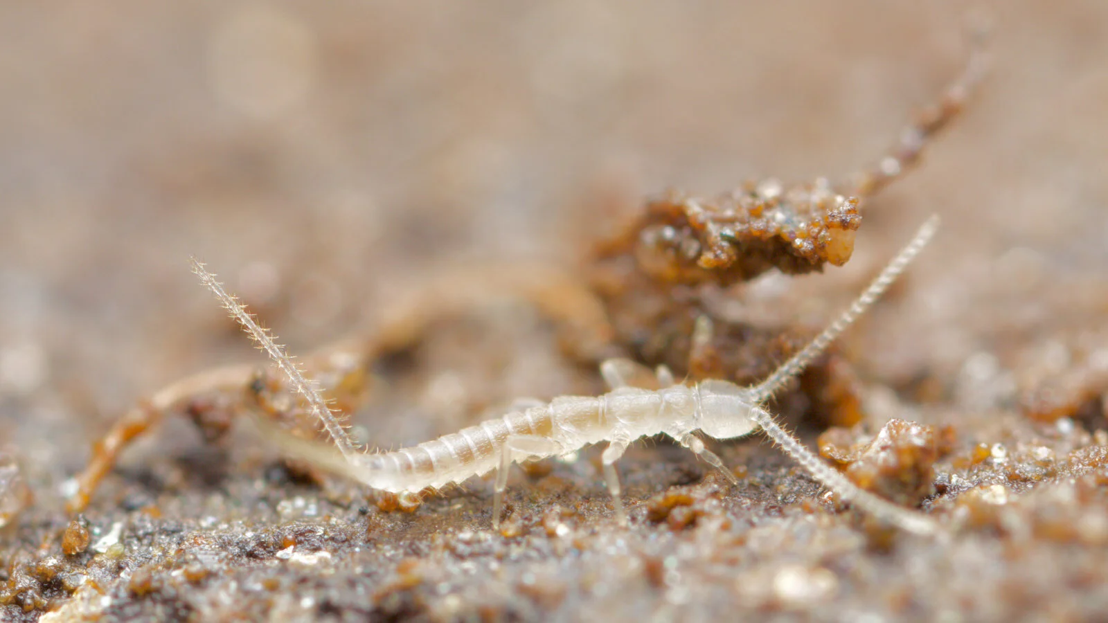 Dipluran, Oberflockenbach, Bavaria, Southern Germany, June 2016