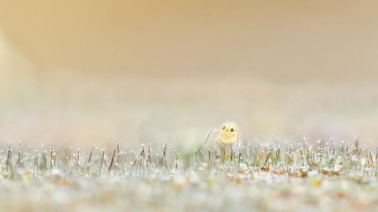 Deuterosminthurus bicinctus juv on fruiting fungal bodies, Burrington Combe, February 2019