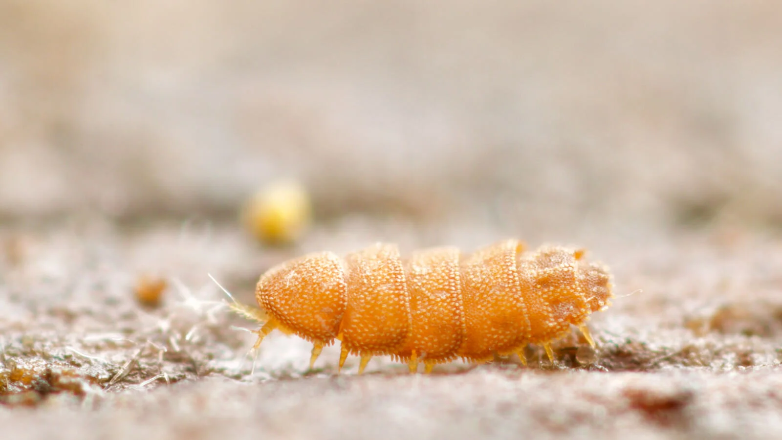 Eurypauropod, Koper, Slovenia April 2017