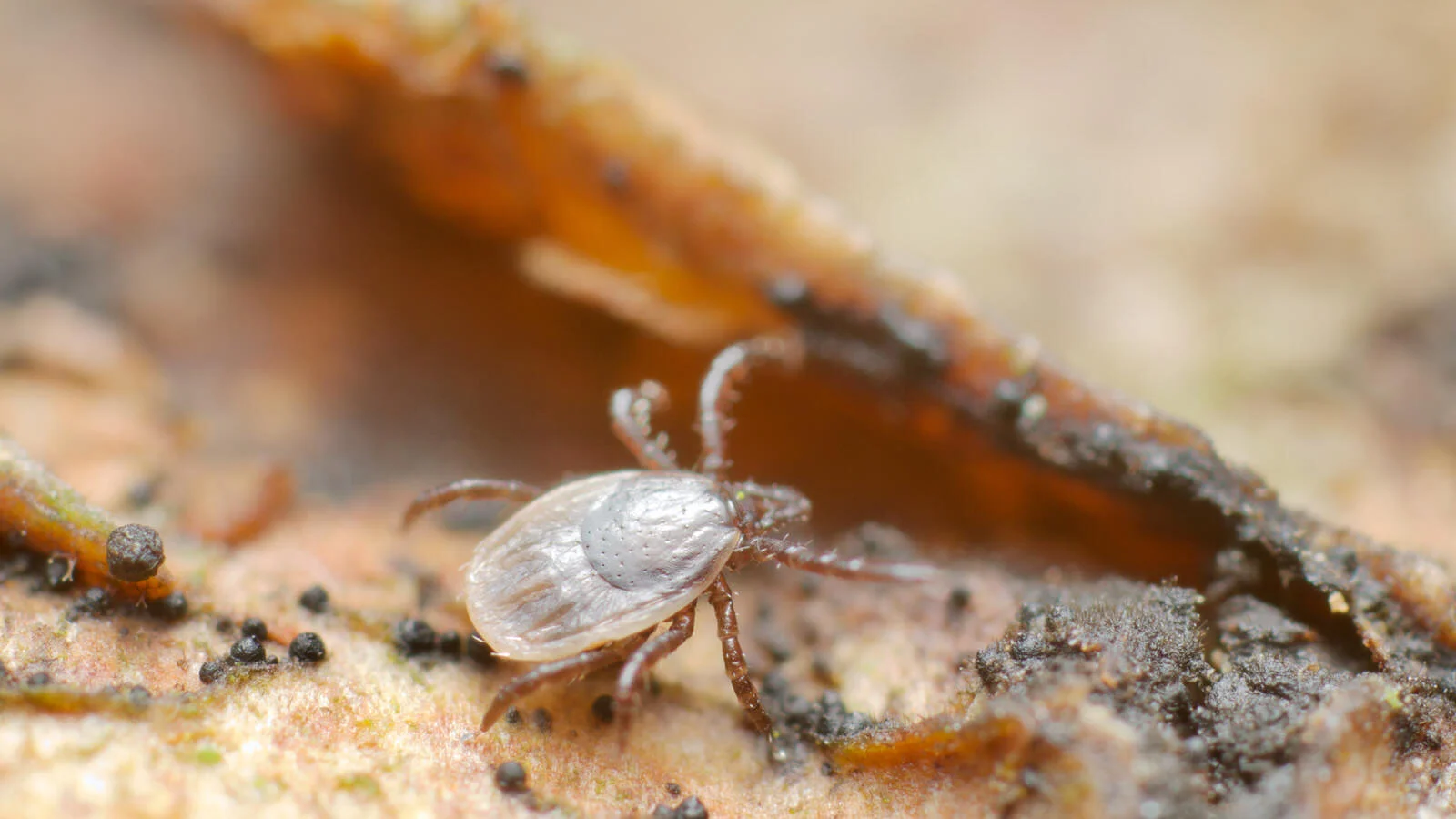 Tick, walking, UK