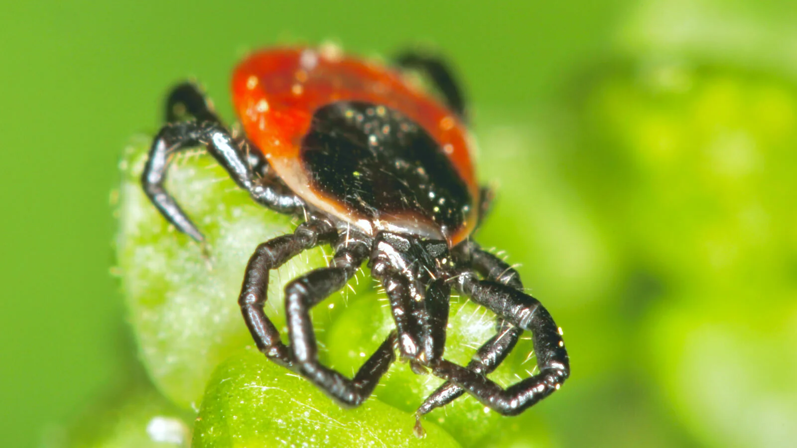 Ixodes ricinus the sheep tick on a leaf