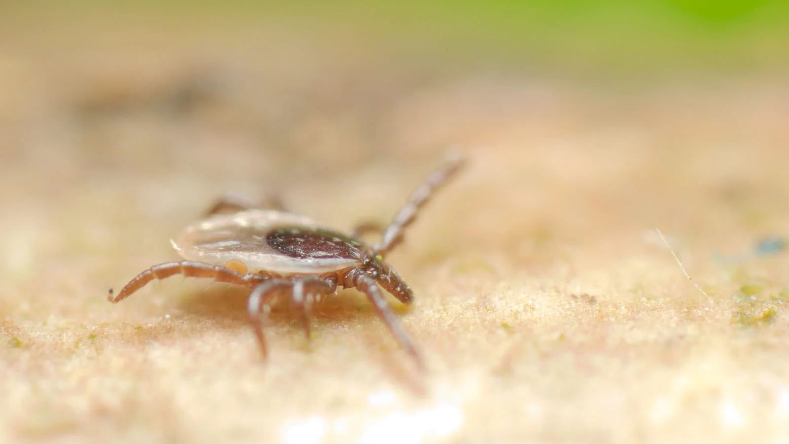 Tick walking, UK