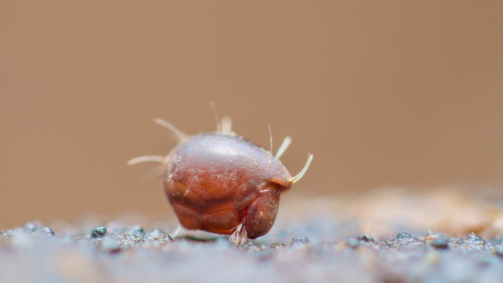 Steganacarus magnus forma anomala