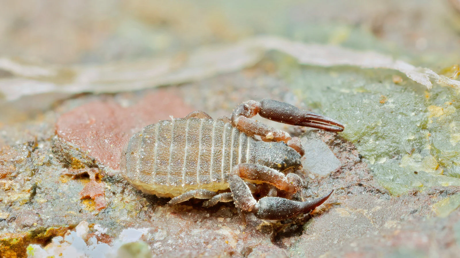 Pseudoscorpion, Montagu, NW Tasmania
