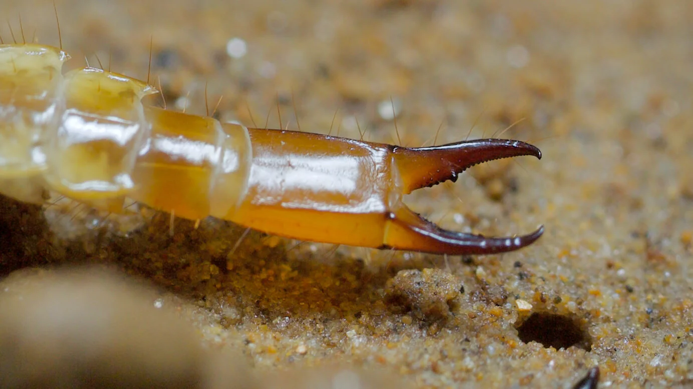 Closeup of pincer-shaped cerci- Diplura