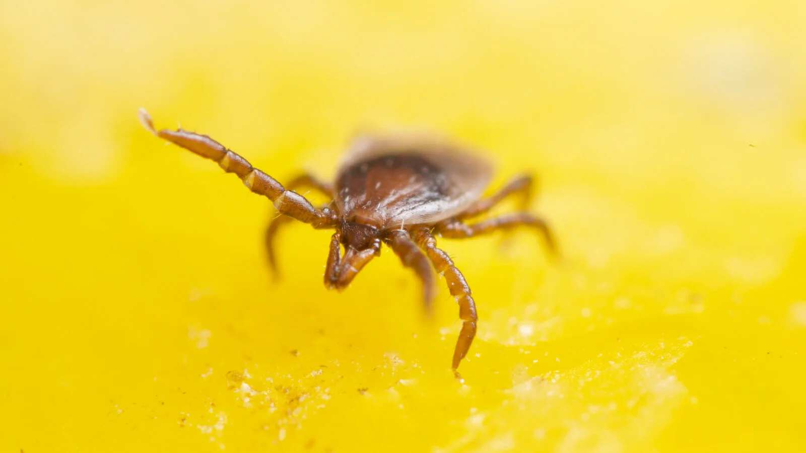 A tick from Germany questing on a composted lemon